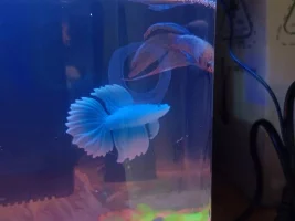 My fish