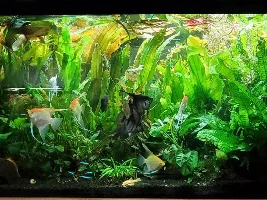 What Criterion would need to met to qualify as a Heavily Planted Tank