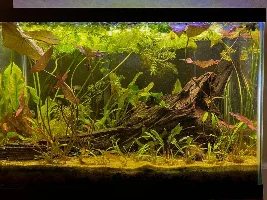 VOTE NOW - July 2023 Tank of the Month contest (17 to 30 US gallons)