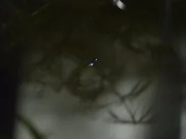What’s your technique to photo your fish?
