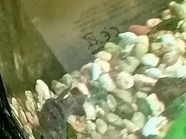 Peppered Cory with Cloudy Eye - help please