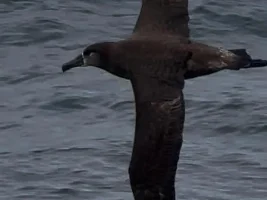 Dead Albatross in California