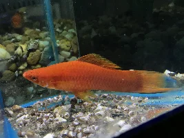 My new swordtail