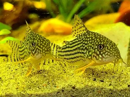 Hardy corys for warmer tanks?