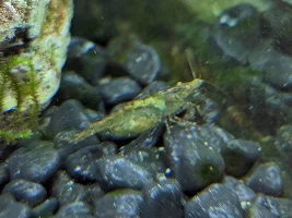 Black shrimp, how on earth????