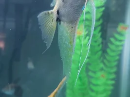 Does my angelfish have ich? (Pics posted)
