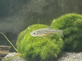 Lethargic Zebra Danio