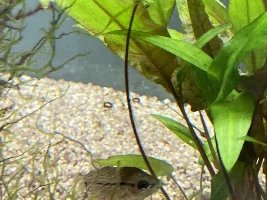 My Pearl gourami is sitting at the bottom of the tank?