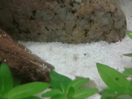 Algae? How to treat? With Pictures!
