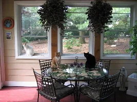 My cats