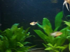 pics from after losing 20+ fishes, as it is now
