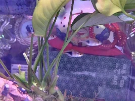 fish with cotton mouth disease