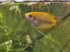 Do you see any honey gourami female?