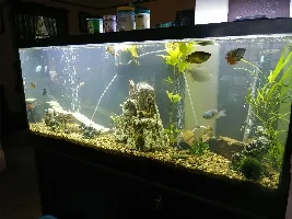 Upside down catfish just keeps getting fatter...