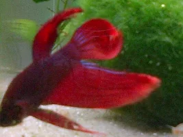 New Betta