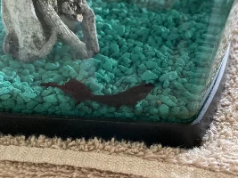 Sick betta?