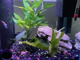 Quick question on Anubias plant