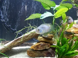 Sunken belly help please