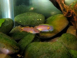 Can anyone please identify