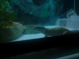 My Lep Gecko