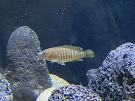 Shell Dweller Tank question