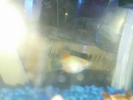 Pregnant Platy Updates