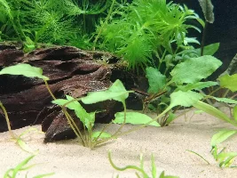 TofferMora tank journal