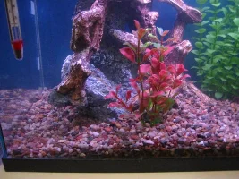 10g Tank Update and More