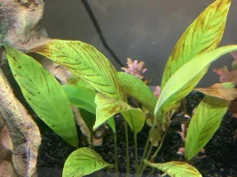 Algae problems, shrimp or snail or Cory catfish?