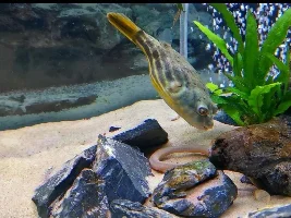 NITRATES in Fahaka tank