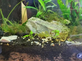 Plant identification