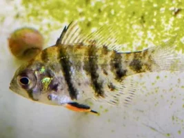 3 season porch tank with native fish…