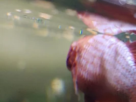 Betta with swollen gill.