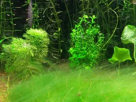 Help With Hair Algae
