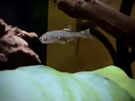 Video of new little CPD babies