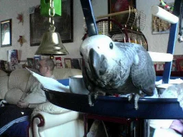 birdies
