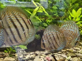 A story about my little Discus