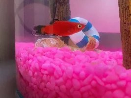 Is my fish pregnant