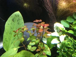 Getting CO2 this week! Journal of tank's evolution