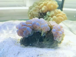 Dipping Into The Salty Side