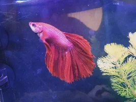 I think my Betta has fin rot. Can you please help me identify?