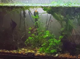Log for the raising of my angel fishes surprise children