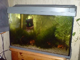 My very modest collection of tanks.