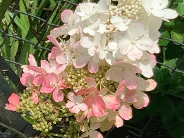 Flowers, flowers, flowers...