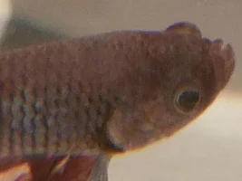 Betta still sick (Betta Mom)