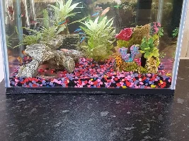 Is my bronze catfish male or female