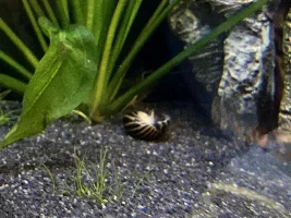 Is my Nerrite snail ok?