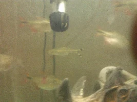 Why Are My Fish Suddenly Fighting
