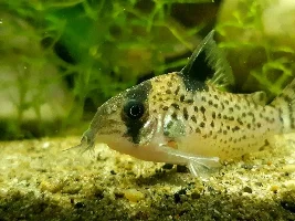 Blackwater, betta...