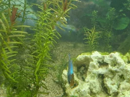 Electric blue ram - sex?